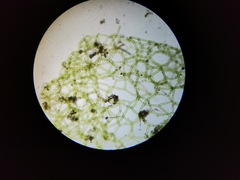 Hydrodictyon reticulatum