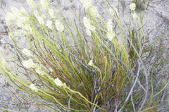 Stackhousia aspericocca