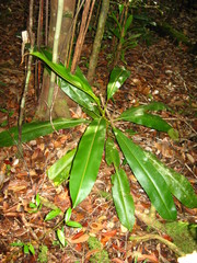 Nepenthes bicalcarata