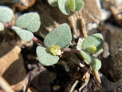 Euphorbia deltoidea serpyllum