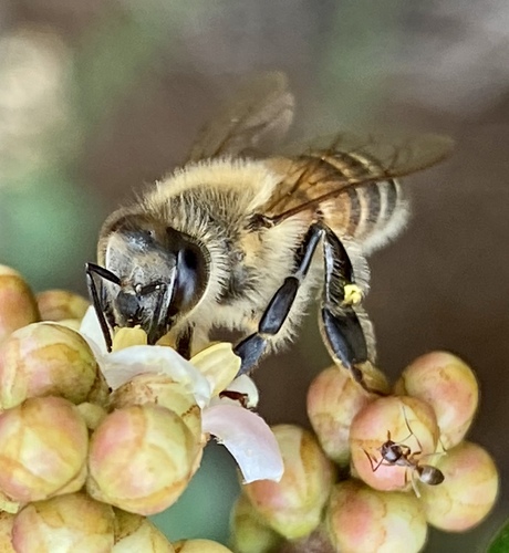 iNaturalist observation photo of Western Honey Bee