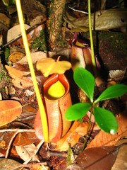 Nepenthes bicalcarata