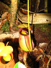 Nepenthes bicalcarata