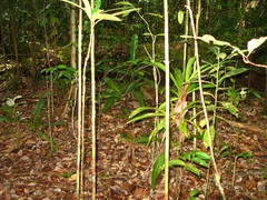 Nepenthes bicalcarata