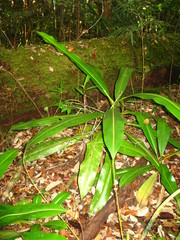 Nepenthes bicalcarata