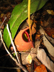 Nepenthes bicalcarata