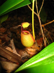 Nepenthes bicalcarata