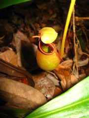 Nepenthes bicalcarata