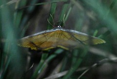 Thinopteryx crocoptera