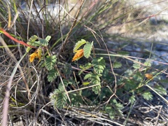 Chamaecrista lineata keyensis