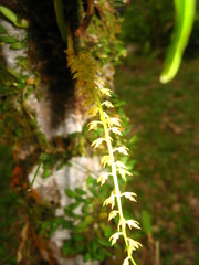 Bulbophyllum apodum