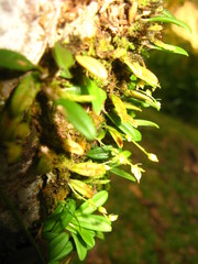 Bulbophyllum vermiculare