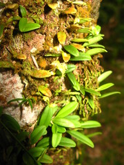 Bulbophyllum vermiculare