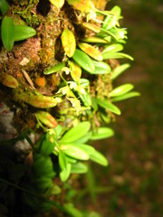 Bulbophyllum vermiculare