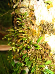 Bulbophyllum vermiculare