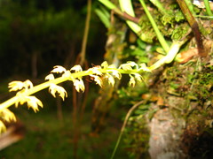 Bulbophyllum apodum