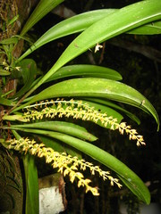 Bulbophyllum apodum