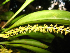 Bulbophyllum apodum