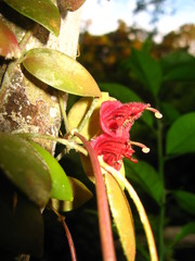 Aeschynanthus tricolor