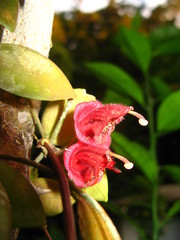 Aeschynanthus tricolor
