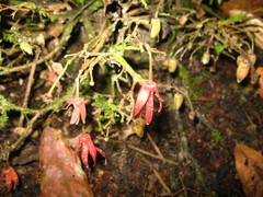Polyalthia