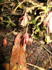 Polyalthia