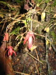 Polyalthia