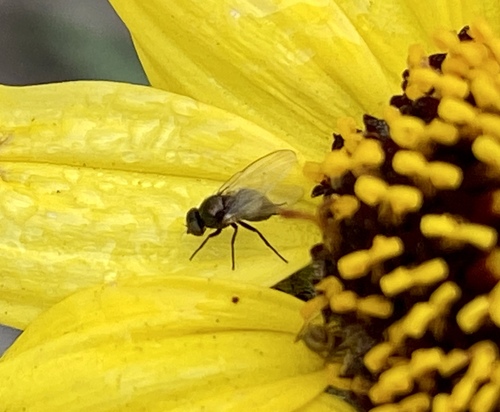 iNaturalist observation photo of Leaf-miner Flies
