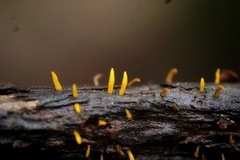 Calocera sinensis