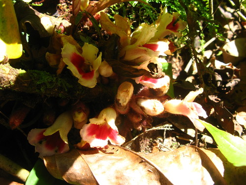 Cyrtandra radiciflora