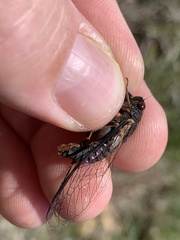 Birrima castanea