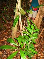 Nepenthes bicalcarata