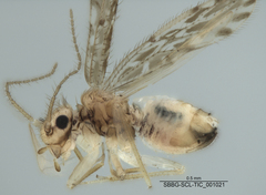 Ectopsocus strauchi