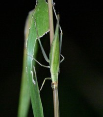 Oecanthus euryelytra