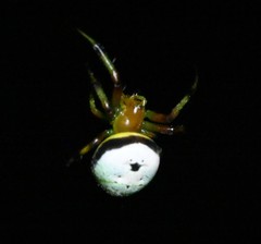 Bijoaraneus