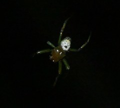 Bijoaraneus