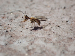 Spaminta minjerribae