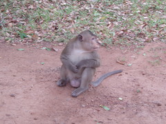 Macaca fascicularis