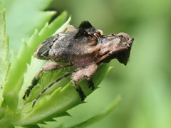 Hybolasius crista