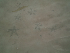 Archaster