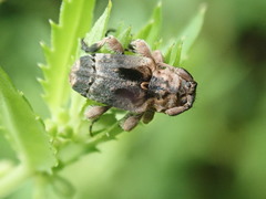 Hybolasius crista