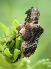 Hybolasius crista