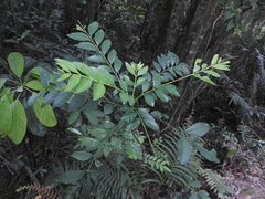 Zanthoxylum avicennae
