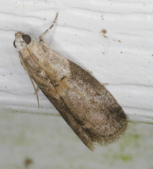 Acrobasis juglandis