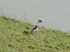 Vanellus resplendens
