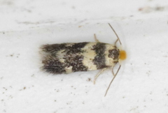 Etainia sericopeza