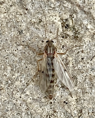iNaturalist observation photo of Non-biting Midges