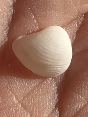 Varicorbula limatula