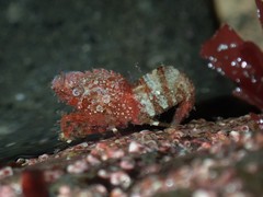 Spirontocaris prionota