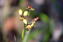 Diuris brachyscapa